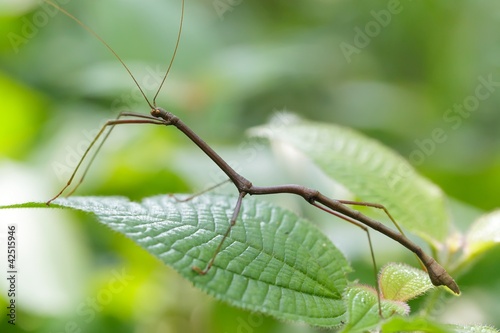 tropical stick insect photo