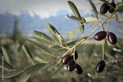 olives trees with snow-capped mountains in background