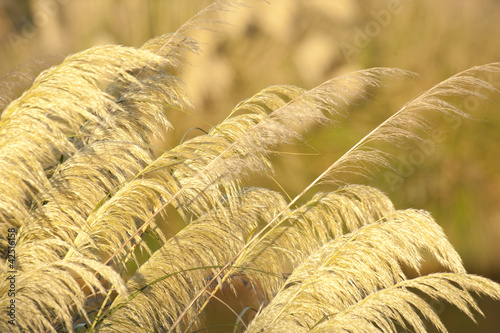 toi toi grass