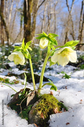 Beautiful hellebore flowers in spring forest closeup
