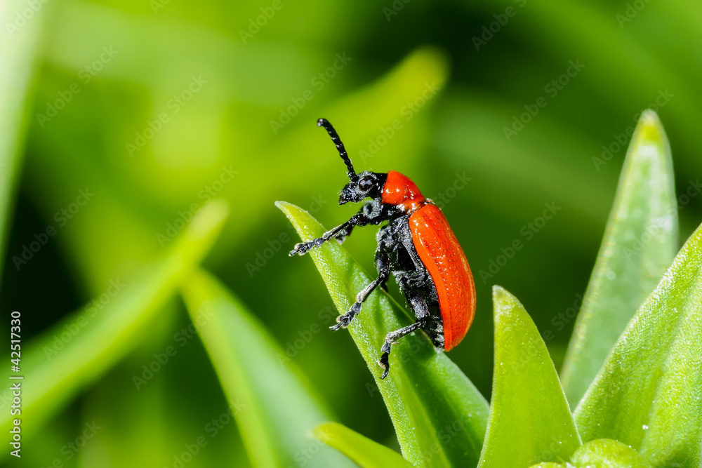Naklejka premium scarlet lily, lilioceris lilii