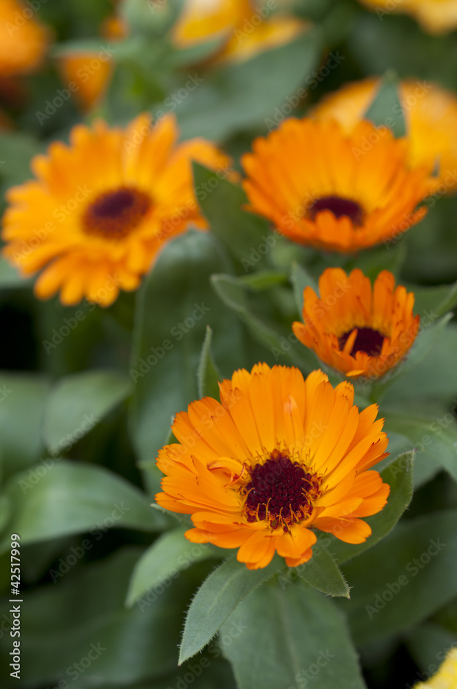 Orange calendula officinalis Orange calendula officinalis