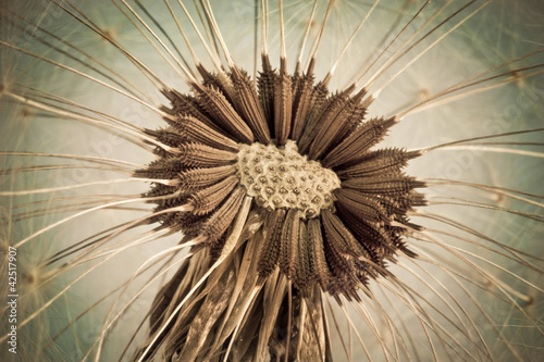 Close-up of old dandelion