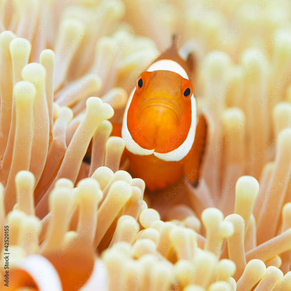 Obraz premium Clownfish