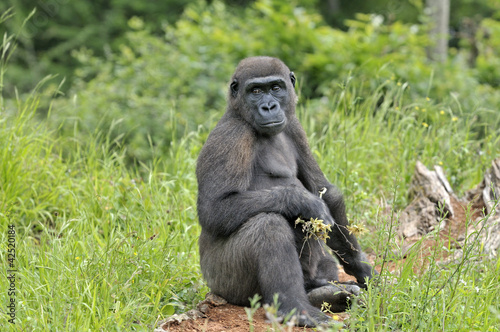 Jeune gorille " femelle" © Pascal Martin