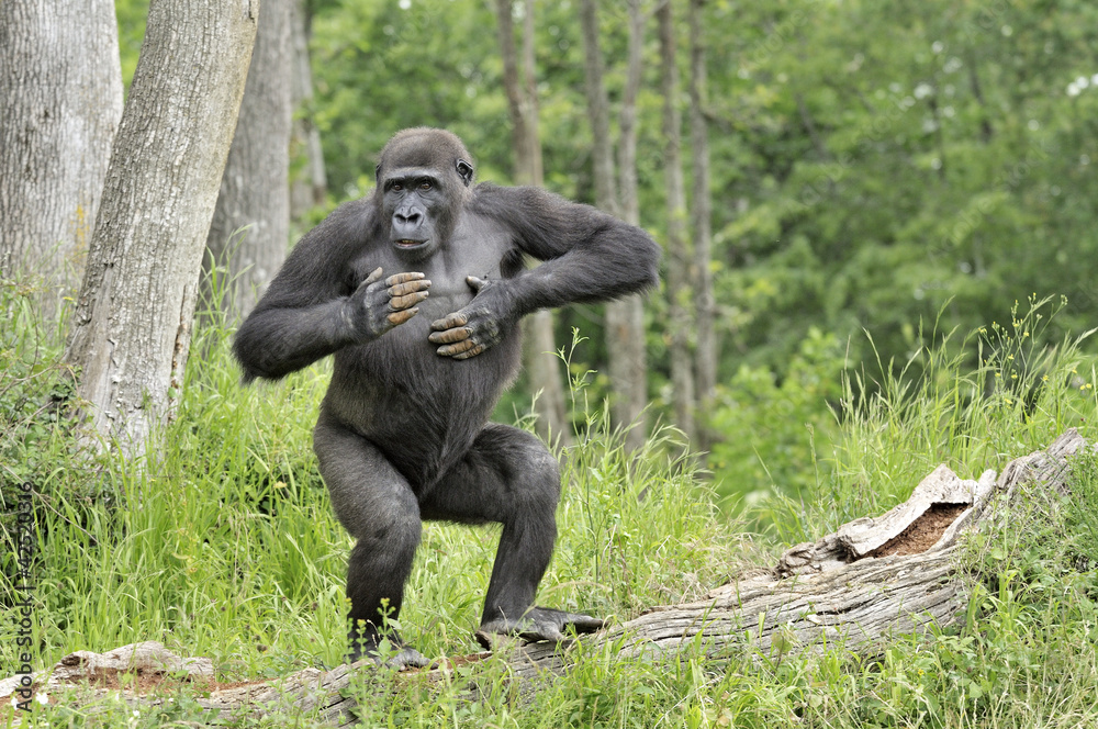 Obraz premium Jeune gorille de 8 ans