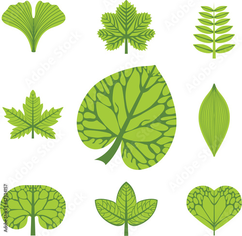 different types of leaves, vector illustration