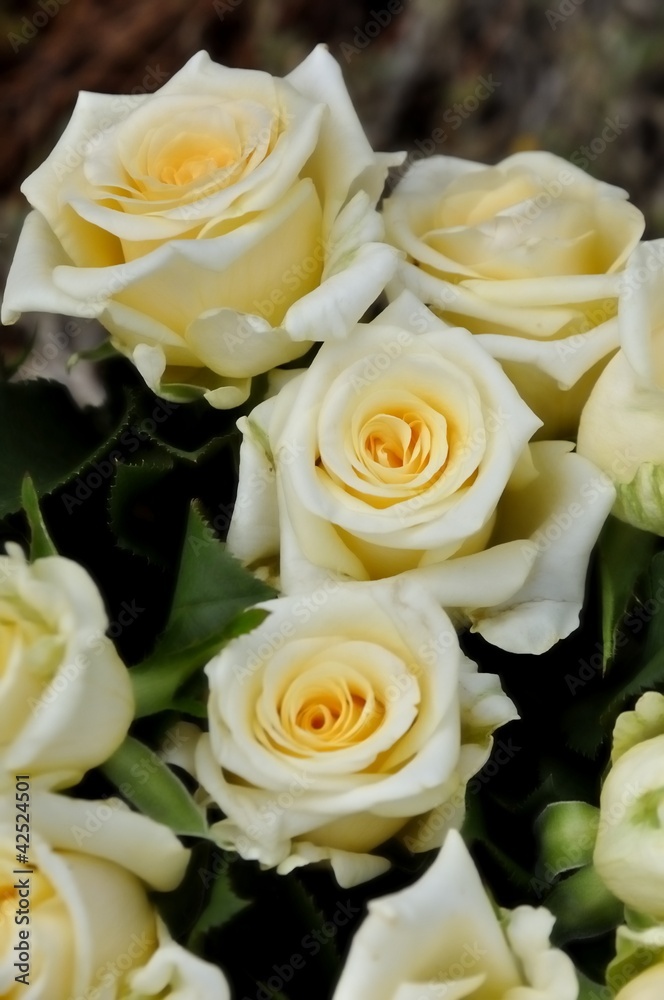 Fototapeta premium bouquet of white roses and yellow