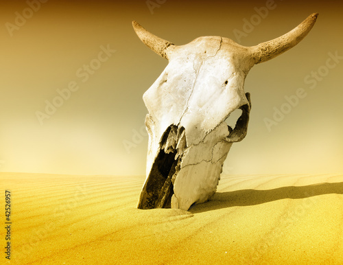 Fotografie, Obraz Desert skull,  Africa