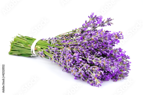 Bouquet of a fragrant lavender