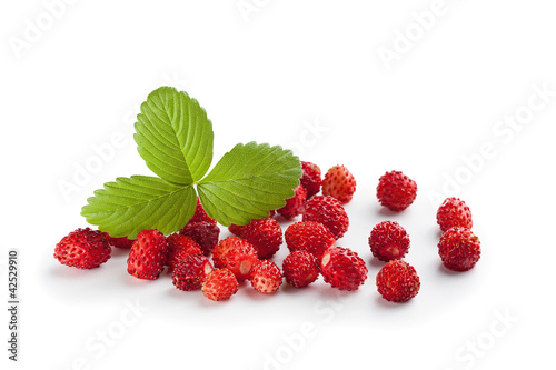 Obraz na plátne Wild strawberry