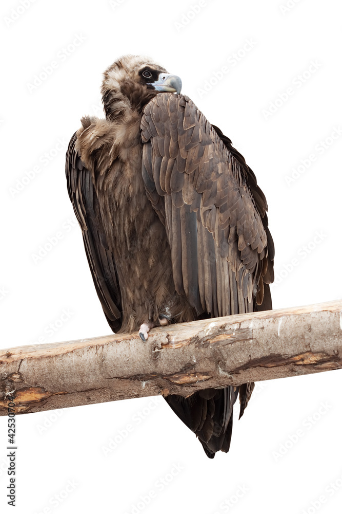 Obraz premium vulture sitting on wood trunk