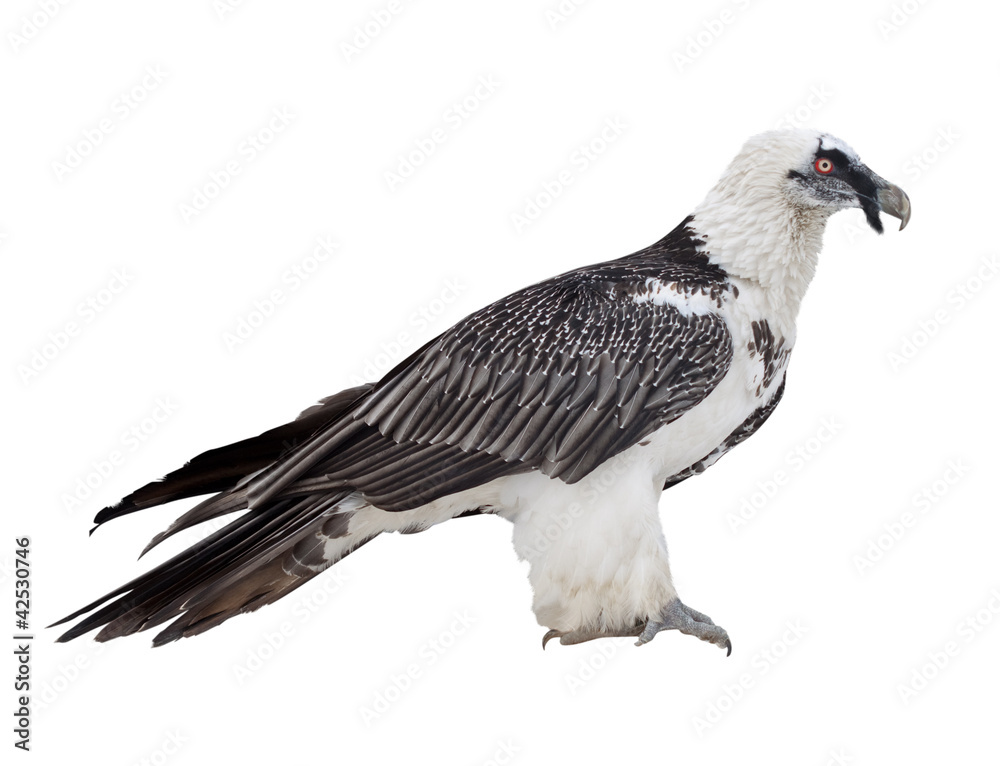 Fototapeta premium Bearded vulture. Isolated over white