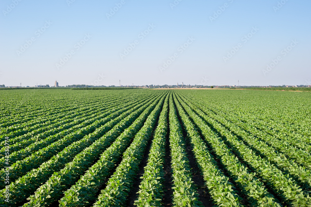 soybean field soybean field