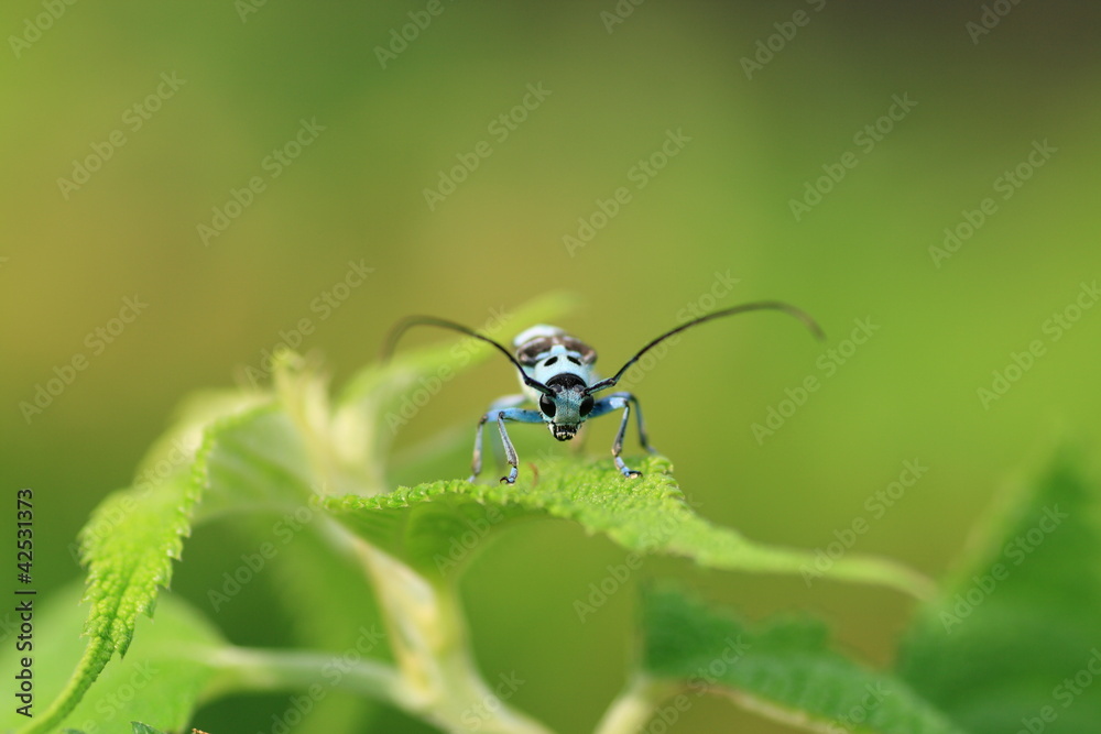 Fototapeta premium ラミカミキリムシのクローズアップ