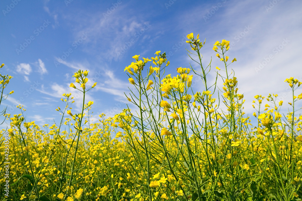 Obraz premium Rapeseed flowers