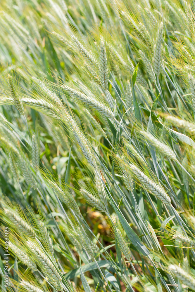 Wheat Wheat