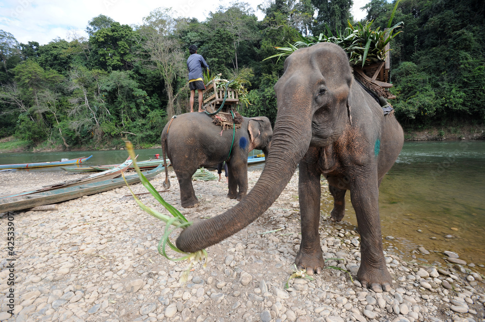 Fototapeta Słonie przy pracą na Mekong rzece blisko Luang P