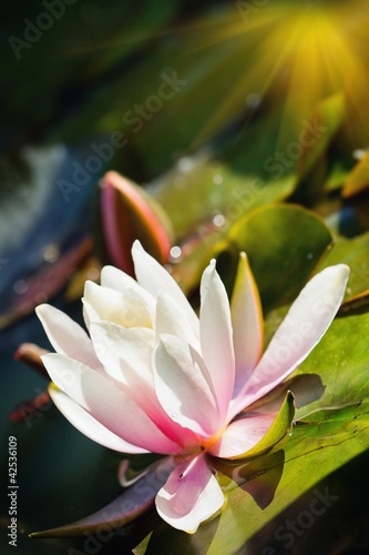 Water lily on water
