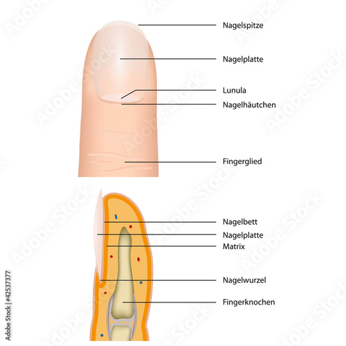 anatomie fingernagel, vektor illustration