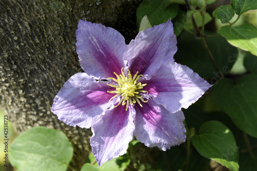 Clematis_8716 photo