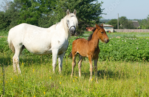 mother and baby horse © Farmer