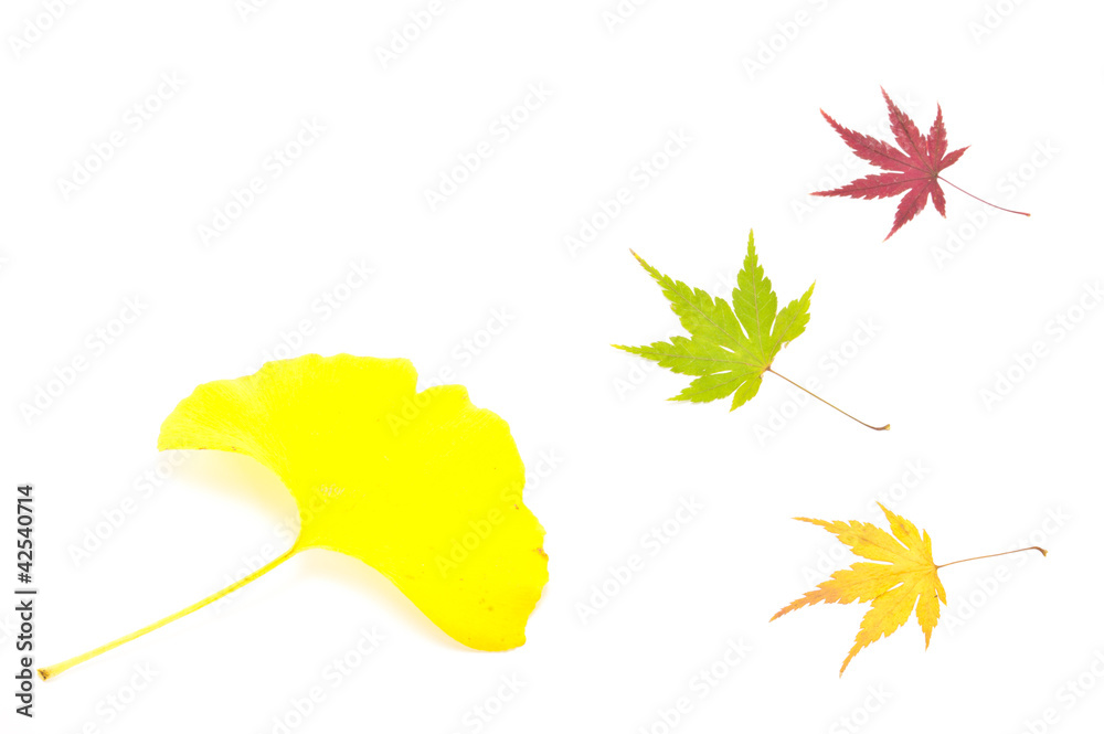 Ginkgo biloba leaf and maple leaves Ginkgo biloba leaf and maple leaves
