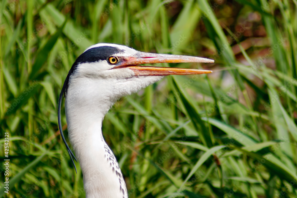 Head of Gray Heron