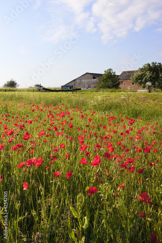 field poppies