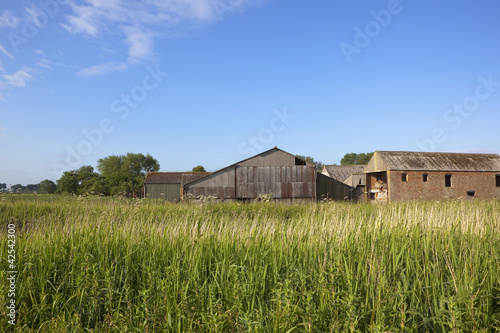 summer reed beds and barns