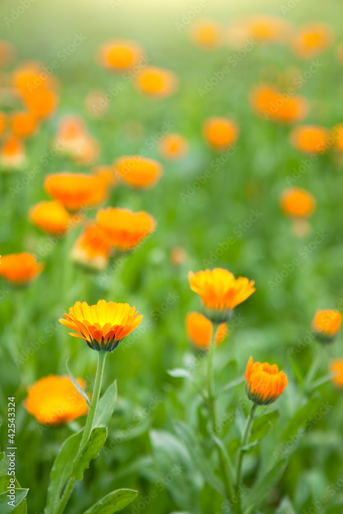 Calendula in garden