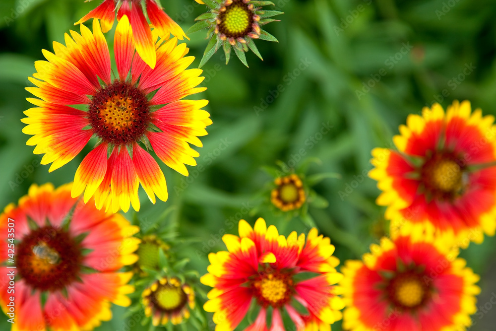 Beautiful red flowers. Gaillardia pulchella (Blanket flower) Beautiful red flowers. Gaillardia pulchella (Blanket flower)