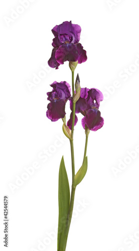 Fototapeta Naklejka Na Ścianę i Meble -  Stem with three purple iris flowers