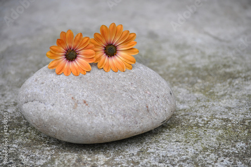 Orange Blumen auf großem Stein