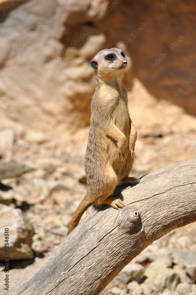 Fototapeta premium Suricata suricatta