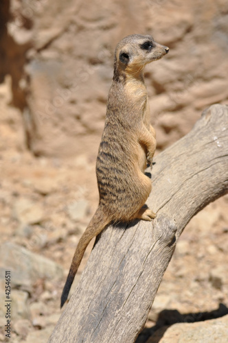 Suricata suricatta © huspi