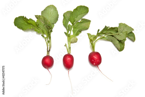 Radishes isolated on a white studio background.