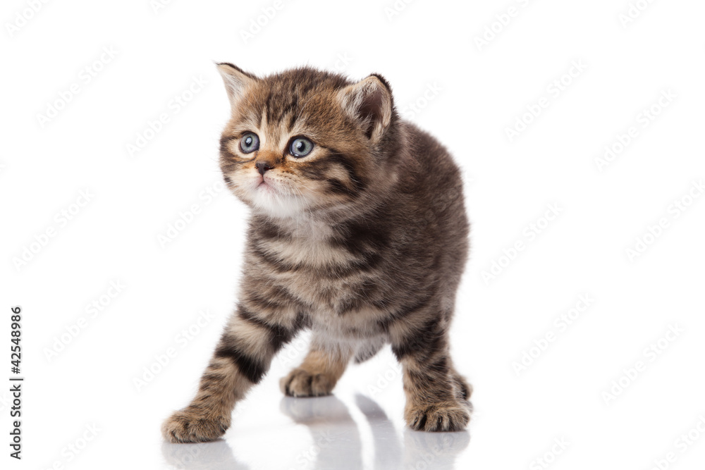 Fototapeta premium kitten on a white background