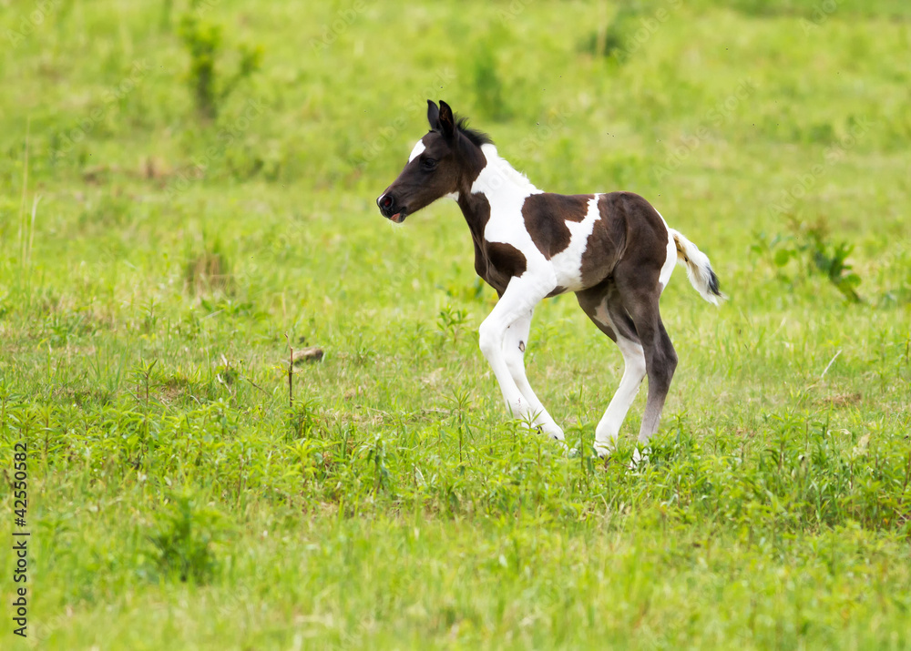 Foal