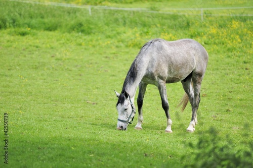 Equus ferus caballus
