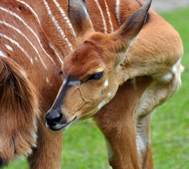 Wandcirkels Antilope Nyala antilope in Afrikaanse wildernis  © Jutta Adam