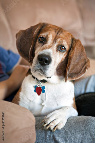 Beagle Dog on the Couch