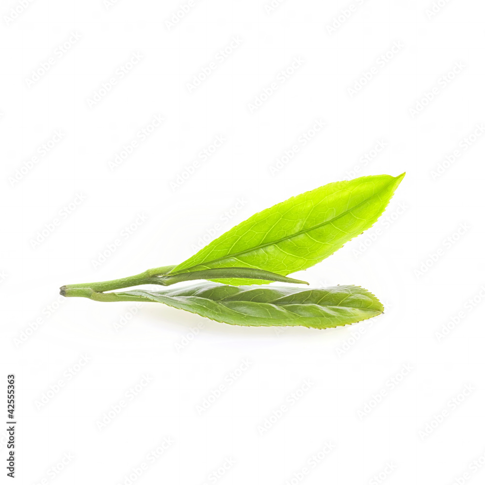 Close up fresh tea leaves on white background Close up fresh tea leaves on white background