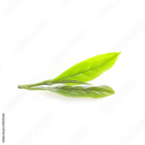 Close up fresh tea leaves on white background