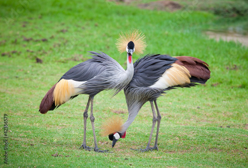 Fotografía two crowned crane
