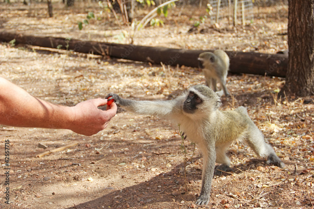 Fototapeta premium Human feeding monkey fruit
