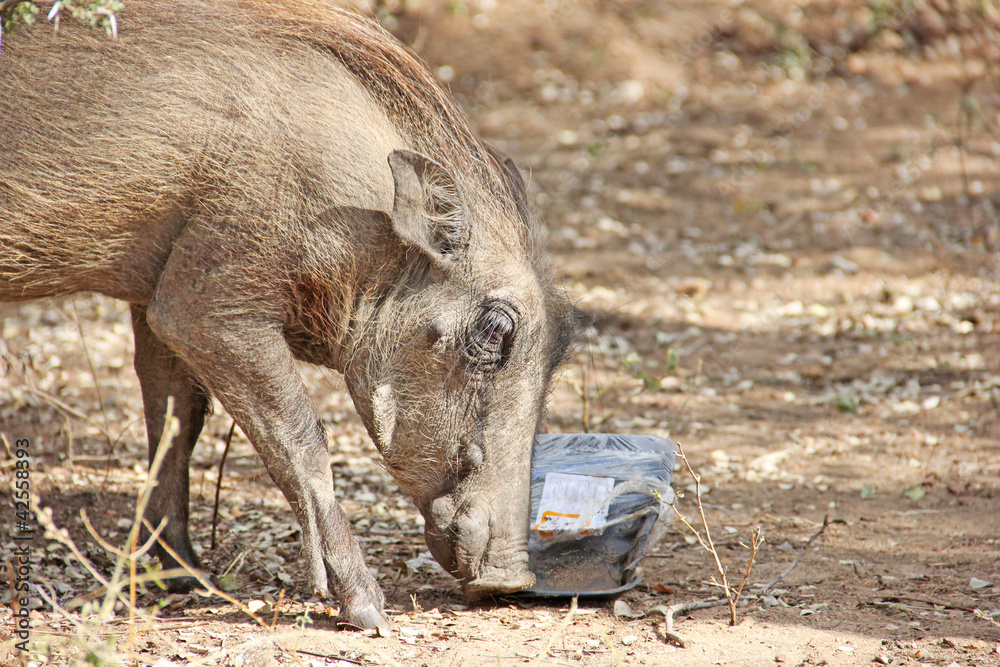 Fototapeta premium Warthog feeding on human litter