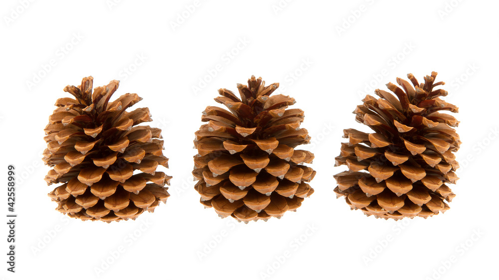 Three pine cones isolated Three pine cones isolated