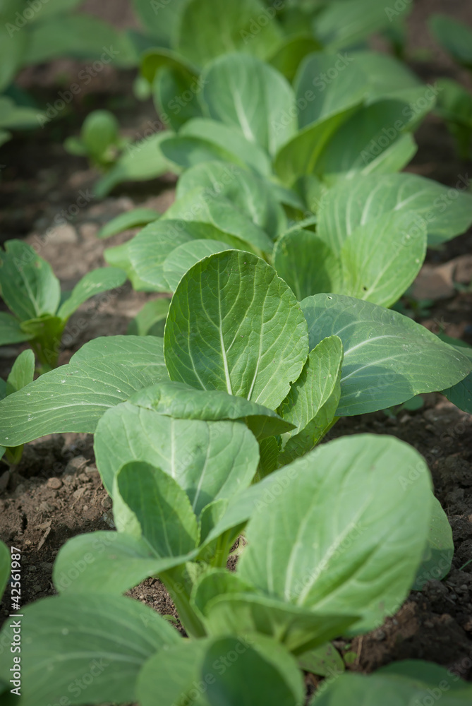 Kohl Asien Kohl Asien