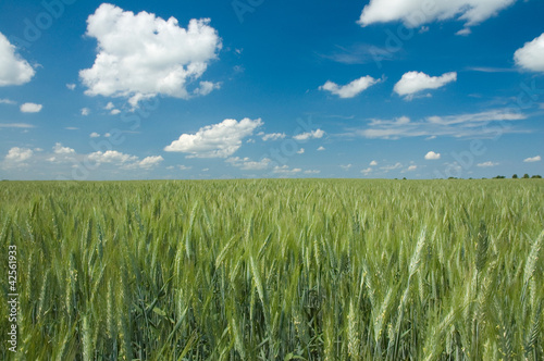 Wheat field